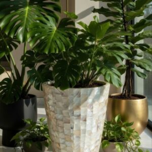 MUSCHEL NEU (SHELL NEW)